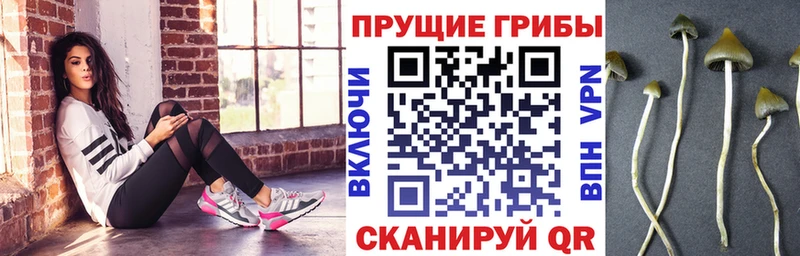Галлюциногенные грибы Cubensis  Верея 